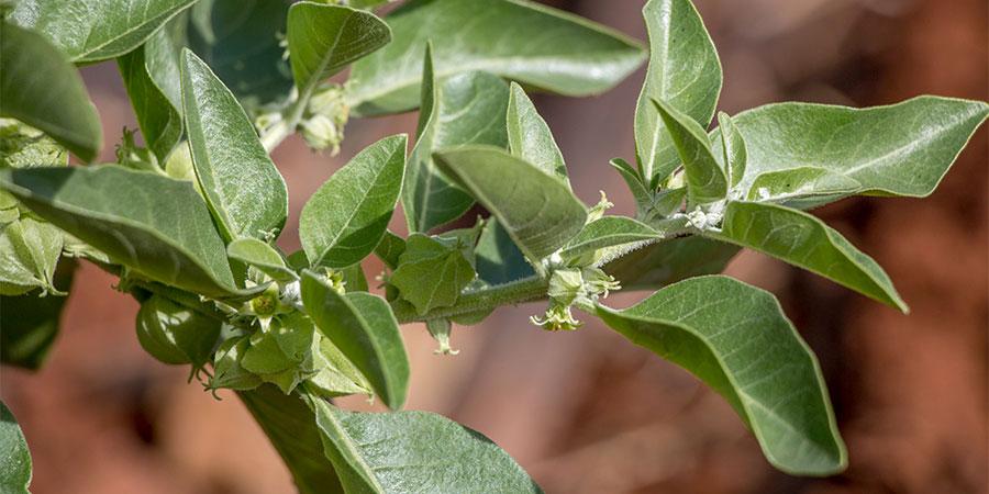 The Superfoods of Ayurveda