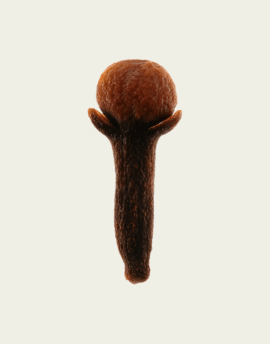 Single clove with a spherical head on a white background