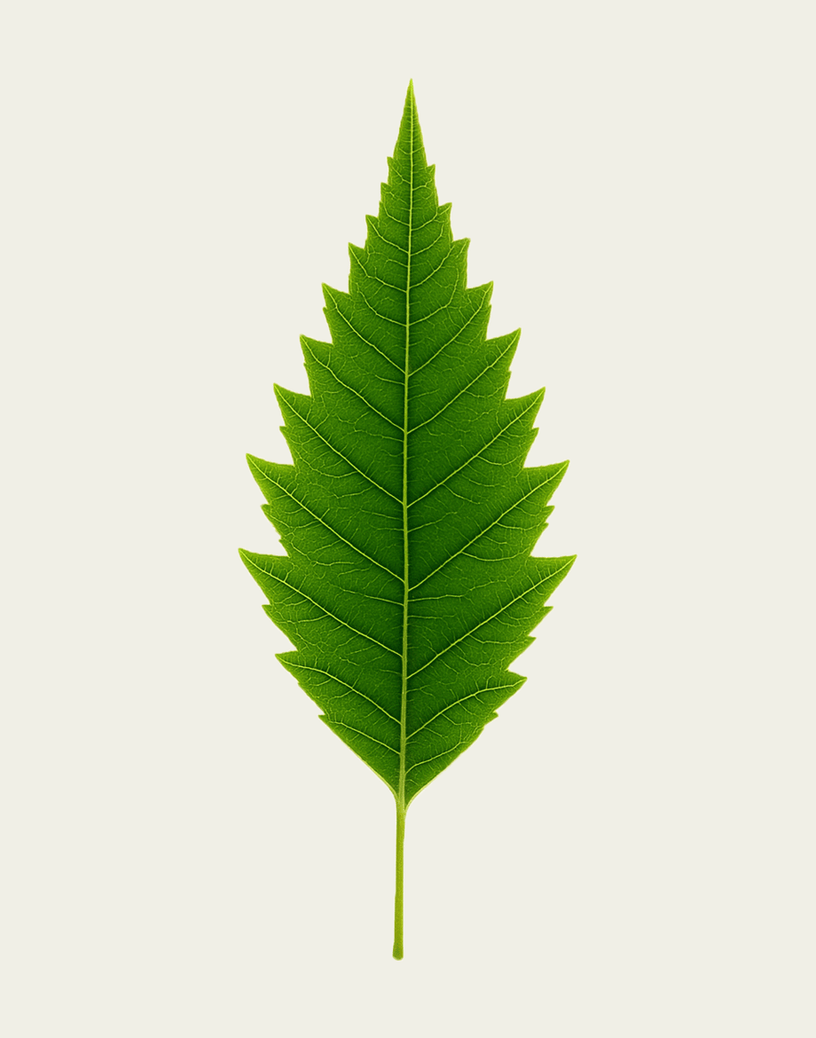 Green leaf on a light gray background