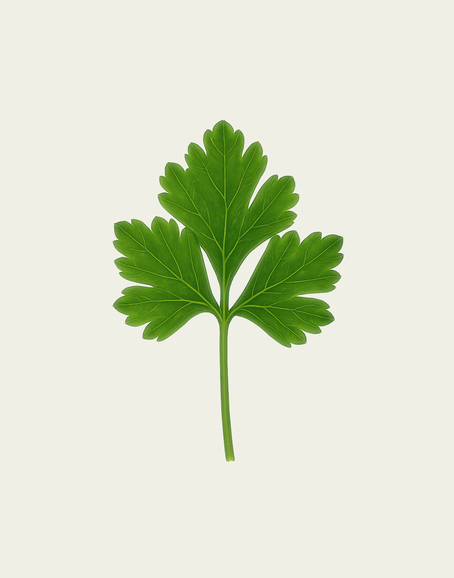 Single green parsley leaf on a light beige background